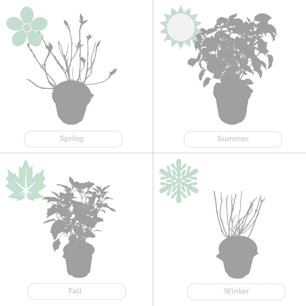 Hortensia Pink Annabel – Planta de exterior