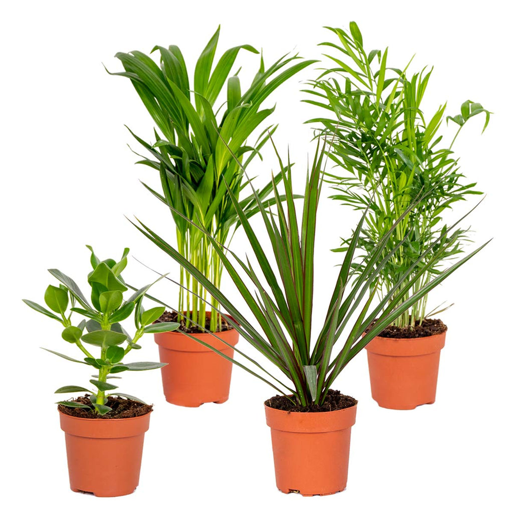 Mezcla de 4 plantas de fácil mantenimiento – Planta de interior