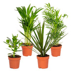 Mezcla de 4 plantas de fácil mantenimiento – Planta de interior