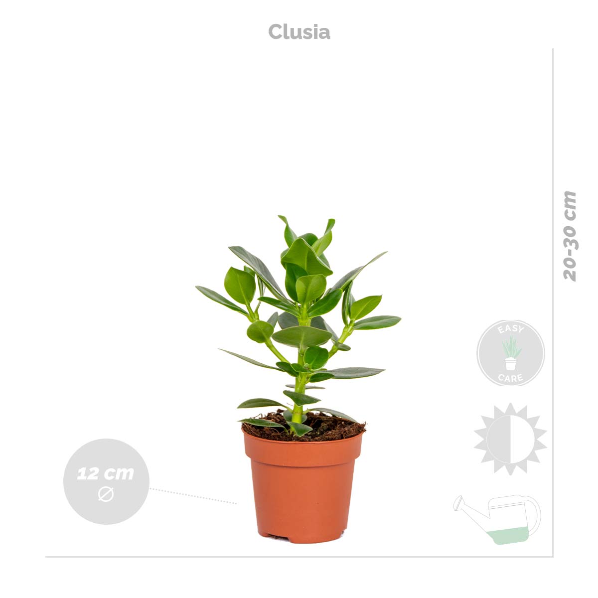 Mezcla de 4 plantas de fácil mantenimiento – Planta de interior