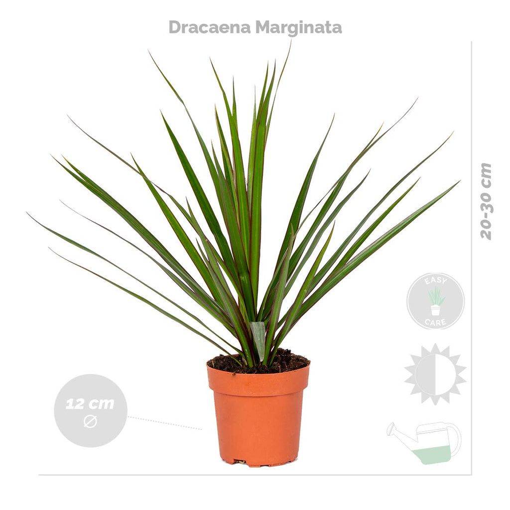 Mezcla de 4 plantas de fácil mantenimiento – Planta de interior