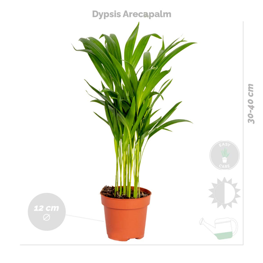 Mezcla de 4 plantas de fácil mantenimiento – Planta de interior