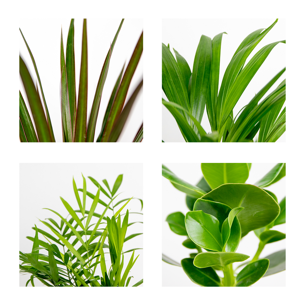 Mezcla de 4 plantas de fácil mantenimiento – Planta de interior