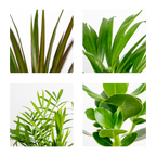 Mezcla de 4 plantas de fácil mantenimiento – Planta de interior