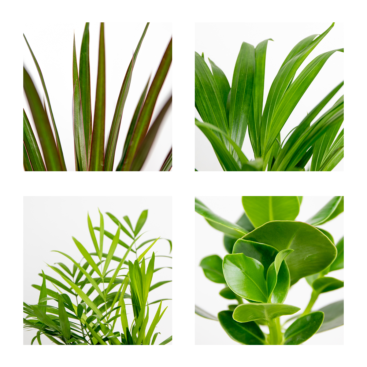 Mezcla de 4 plantas de fácil mantenimiento – Planta de interior