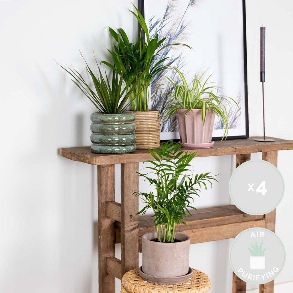 Mezcla de 4 plantas purificadoras de aire – Planta de interior