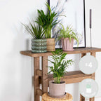 Mezcla de 4 plantas purificadoras de aire – Planta de interior