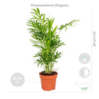 Mezcla de 4 plantas purificadoras de aire – Planta de interior