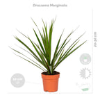 Mezcla de 4 plantas purificadoras de aire – Planta de interior