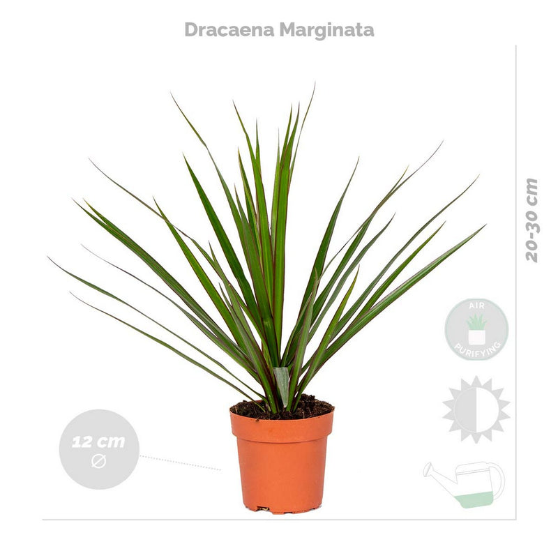 Lot de 4 Plantes Purificatrices d'Air – Plante d'Intérieur