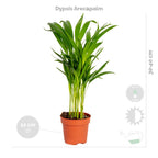 Mezcla de 4 plantas purificadoras de aire – Planta de interior