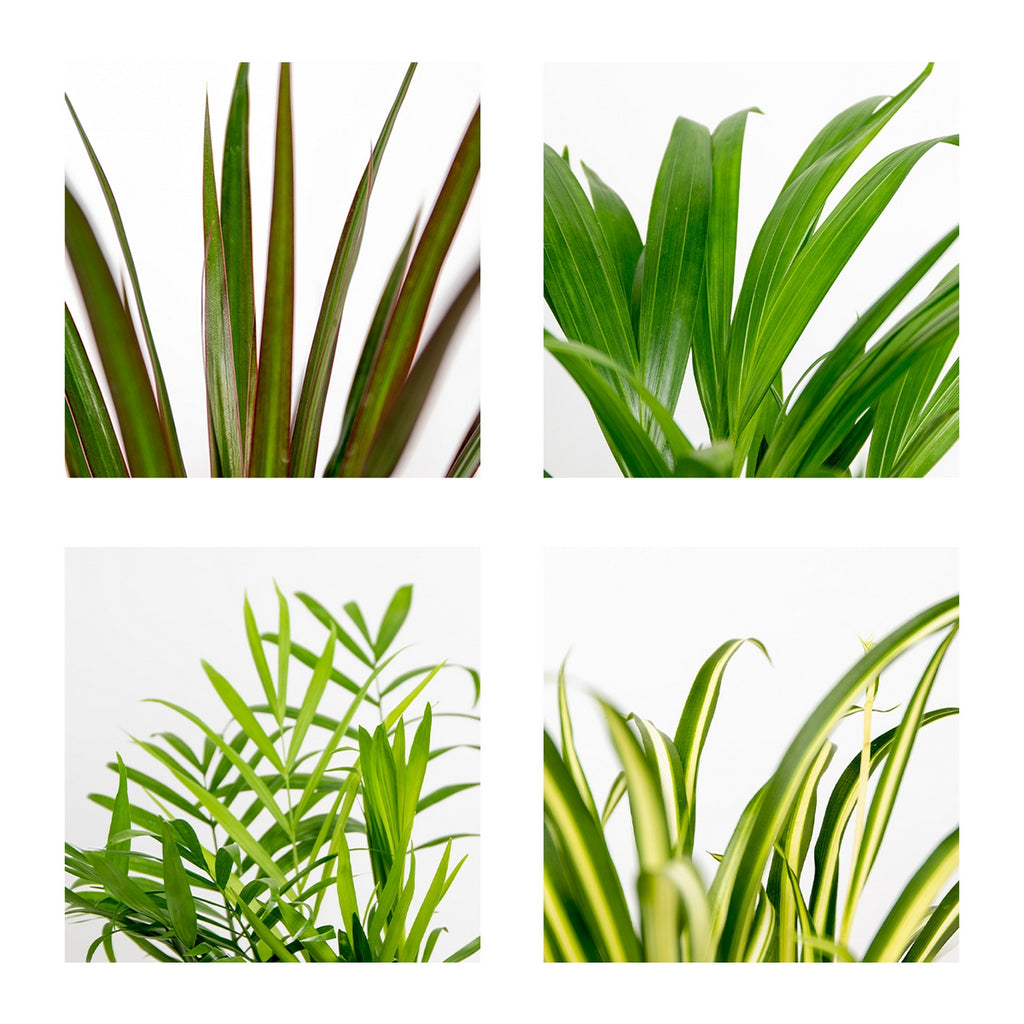 Mezcla de 4 plantas purificadoras de aire – Planta de interior