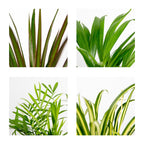 Mezcla de 4 plantas purificadoras de aire – Planta de interior