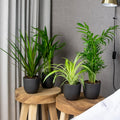 Mezcla de 4 plantas purificadoras de aire – Planta de interior