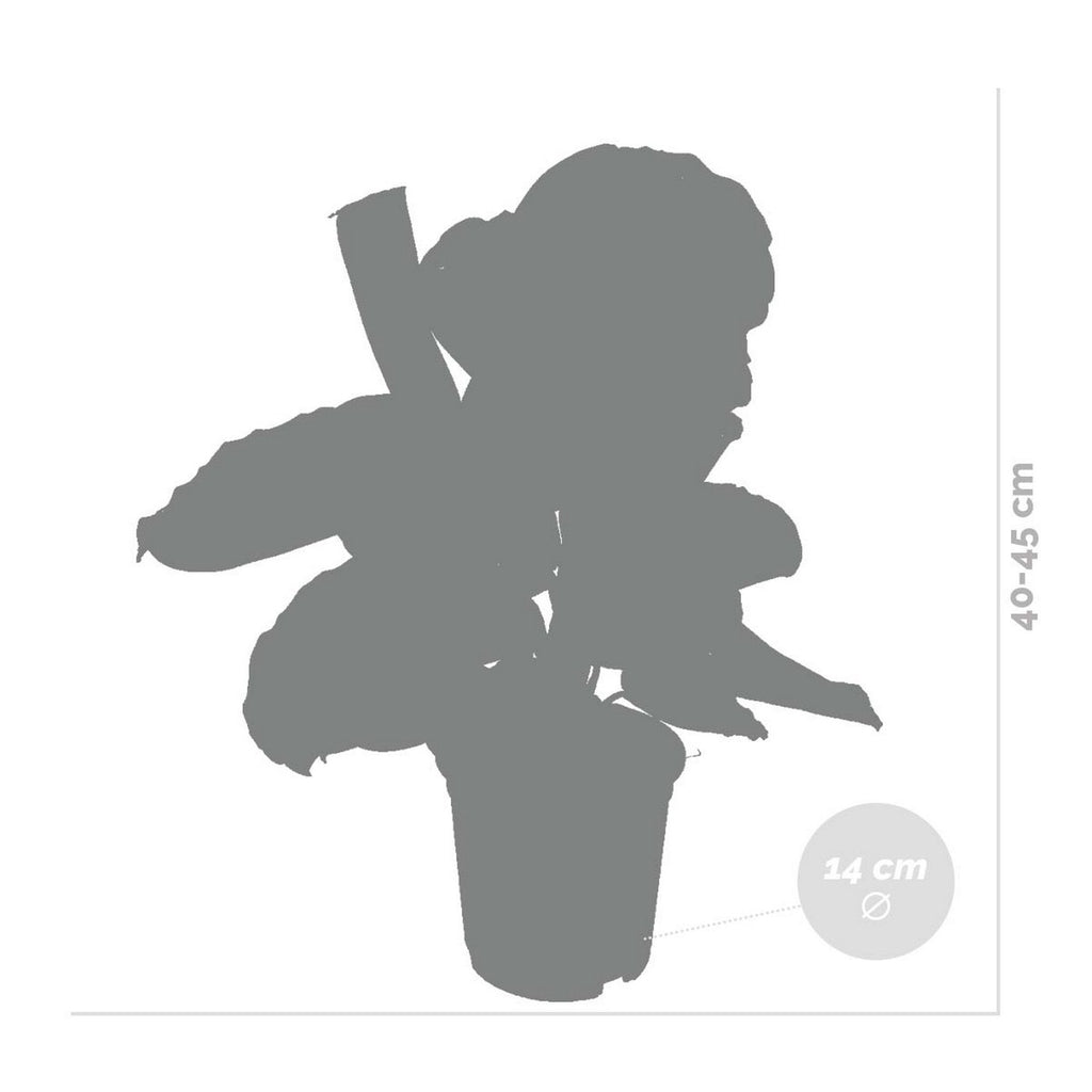 Calathea Medallion – Houseplant