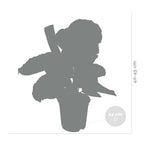 Calathea Medallion – Houseplant