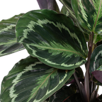 Lote de 2 calatheas Medallion y Orbifolia – Planta de interior