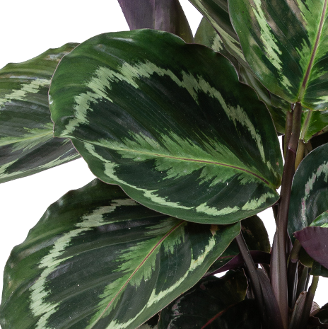 Lote de 2 calatheas Medallion y Orbifolia – Planta de interior