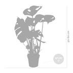 Monstera Deliciosa – Indoor Plant