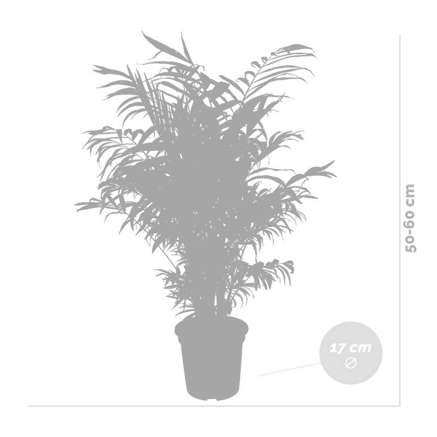 Chamaedorea Elegans – Planta de interior