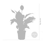 Spathiphyllum Bingo Cupido – Planta de Interior