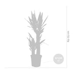 Yucca Elephantipes – Planta de interior
