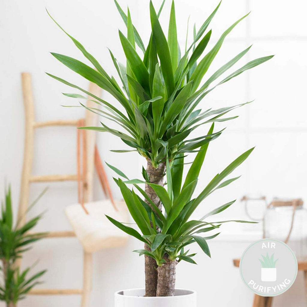 Yucca Elephantipes – Planta de interior