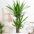 Yucca Elephantipes – Planta de interior