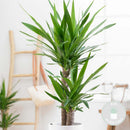 Yucca Elephantipes – Plante d'Intérieur