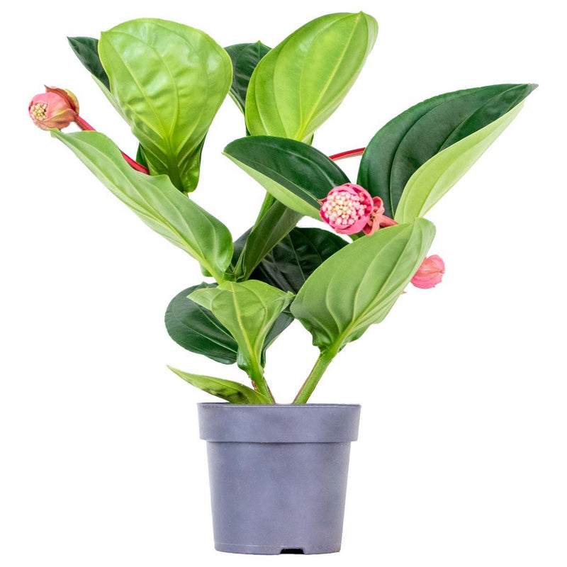 Medinilla Flamenco – Plante d'Intérieur