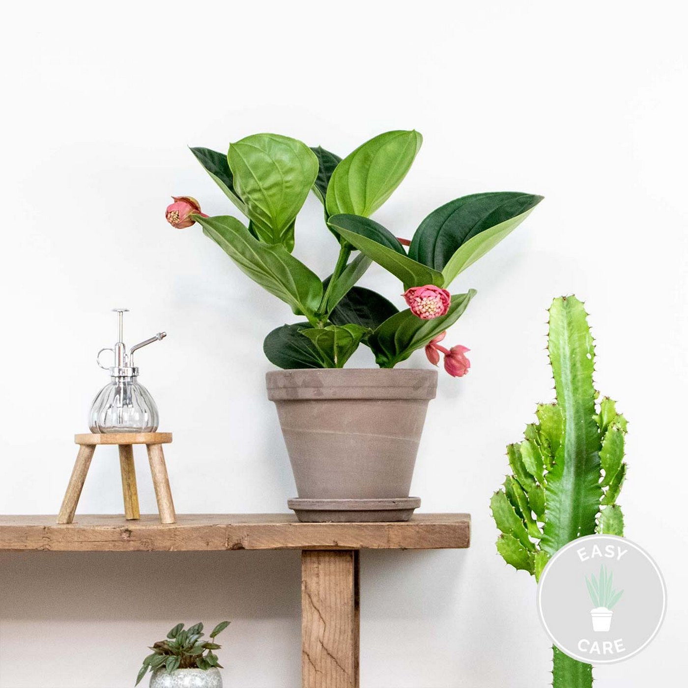 Medinilla Flamenco – Planta de interior