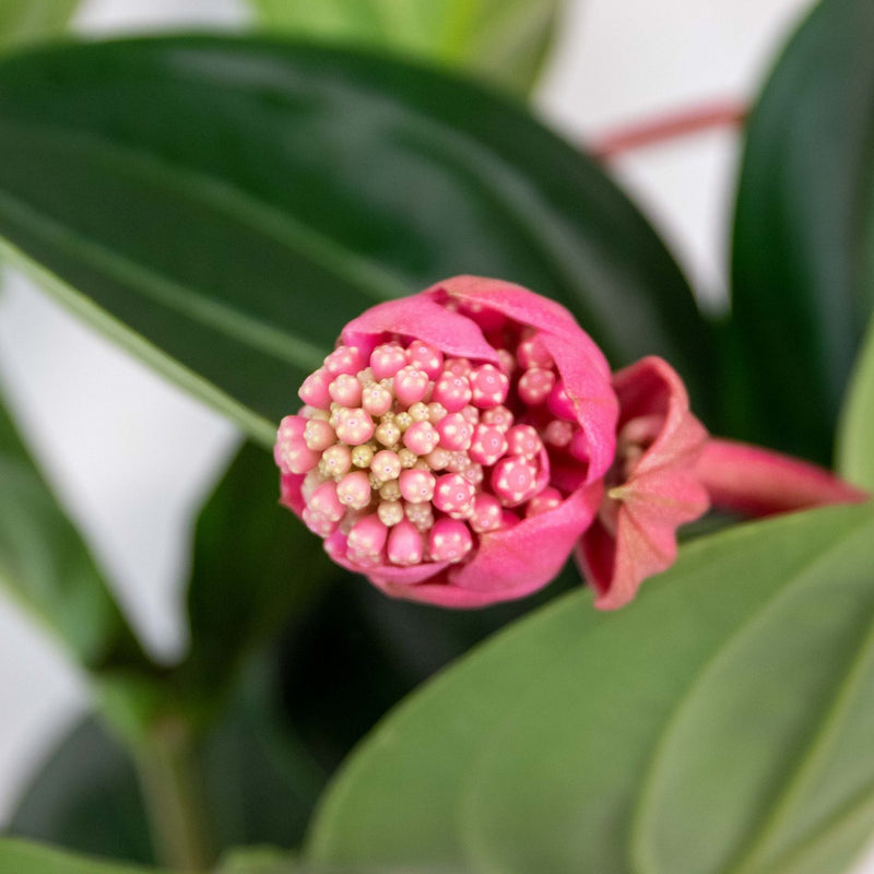 Medinilla Flamenco – Plante d'Intérieur