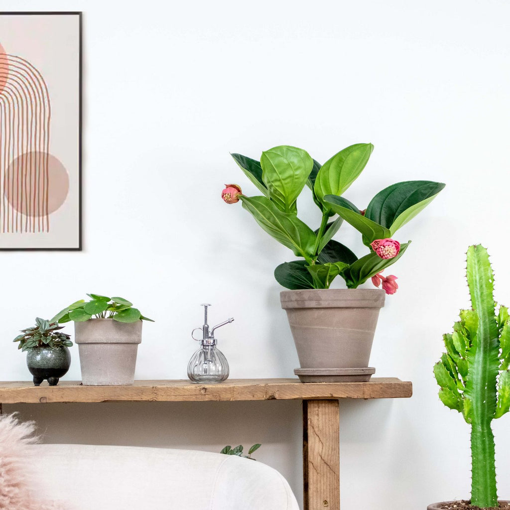 Medinilla Flamenco – Planta de interior