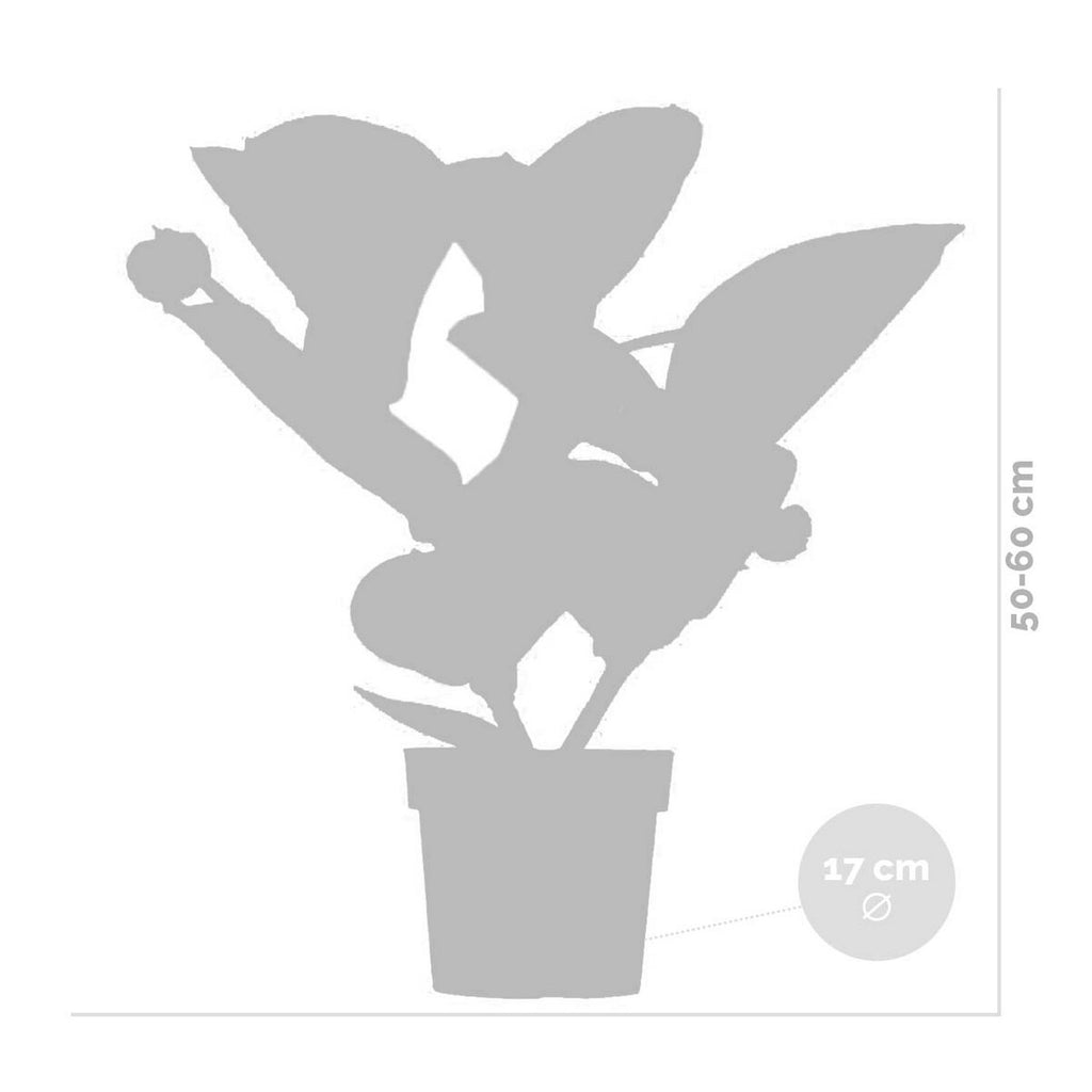 Medinilla Flamenco – Planta de interior