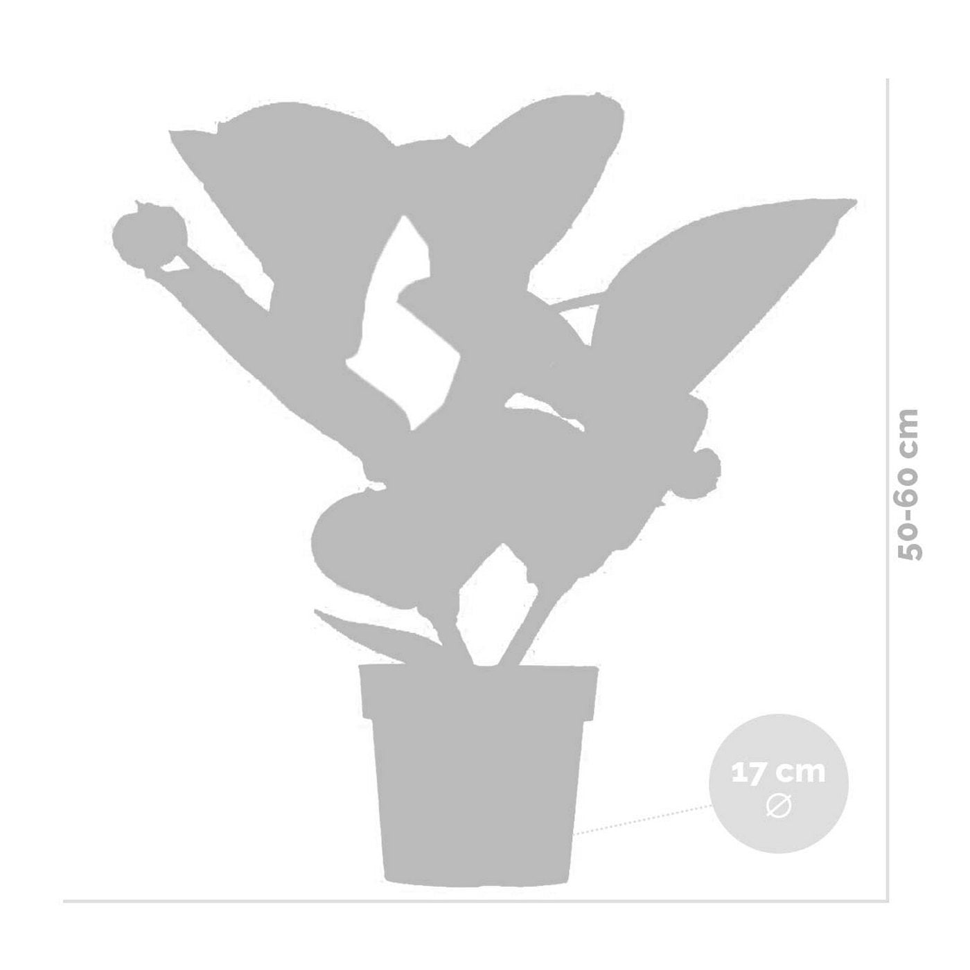 Medinilla Flamenco – Planta de interior