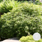 Arce japonés Emerald Lace – Planta de exterior