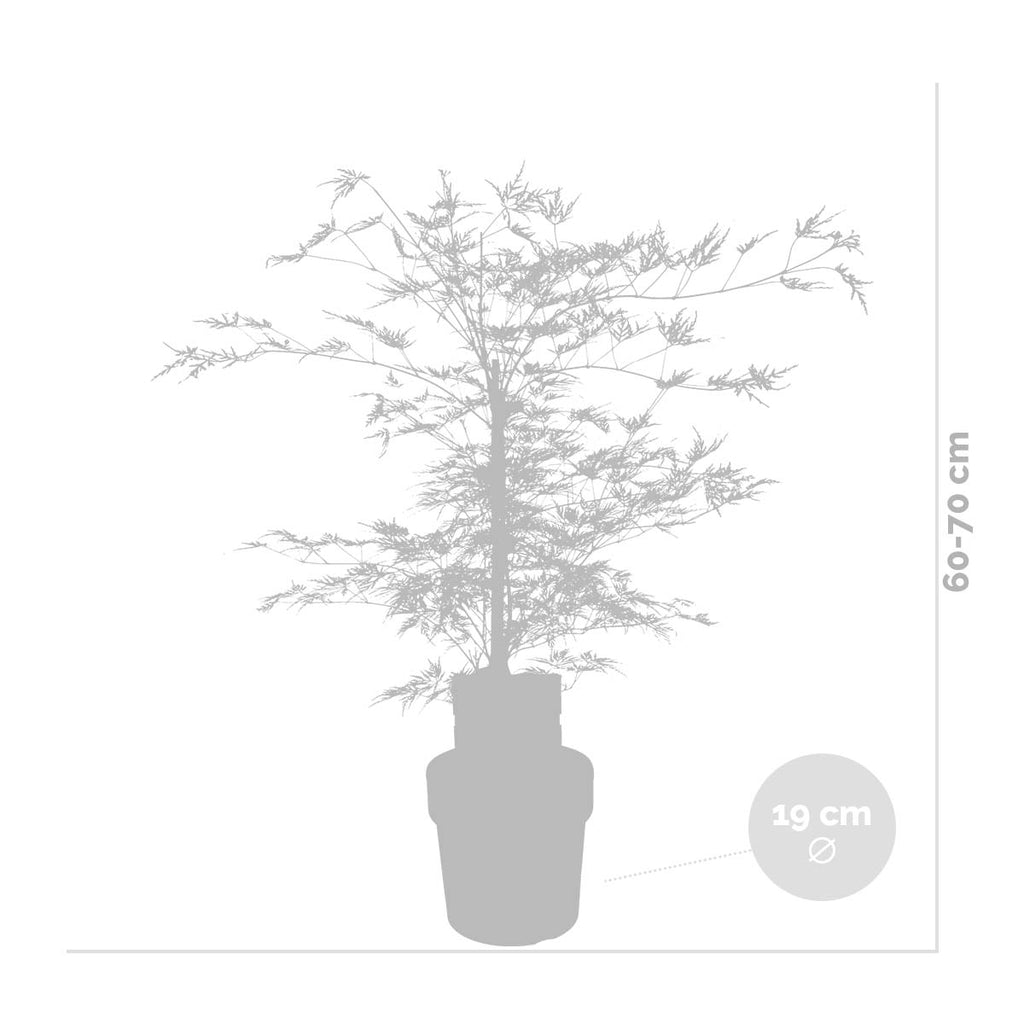 Arce japonés Emerald Lace – Planta de exterior