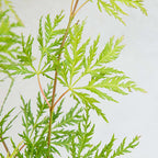 Arce japonés Emerald Lace – Planta de exterior