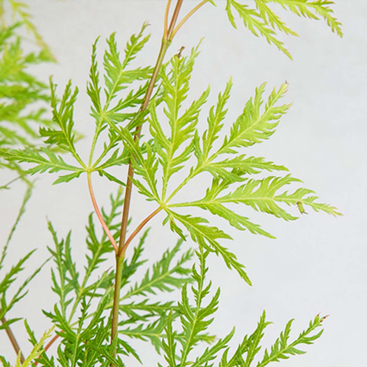 Arce japonés Emerald Lace – Planta de exterior