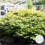 Arce japonés Little Princess – Planta de exterior