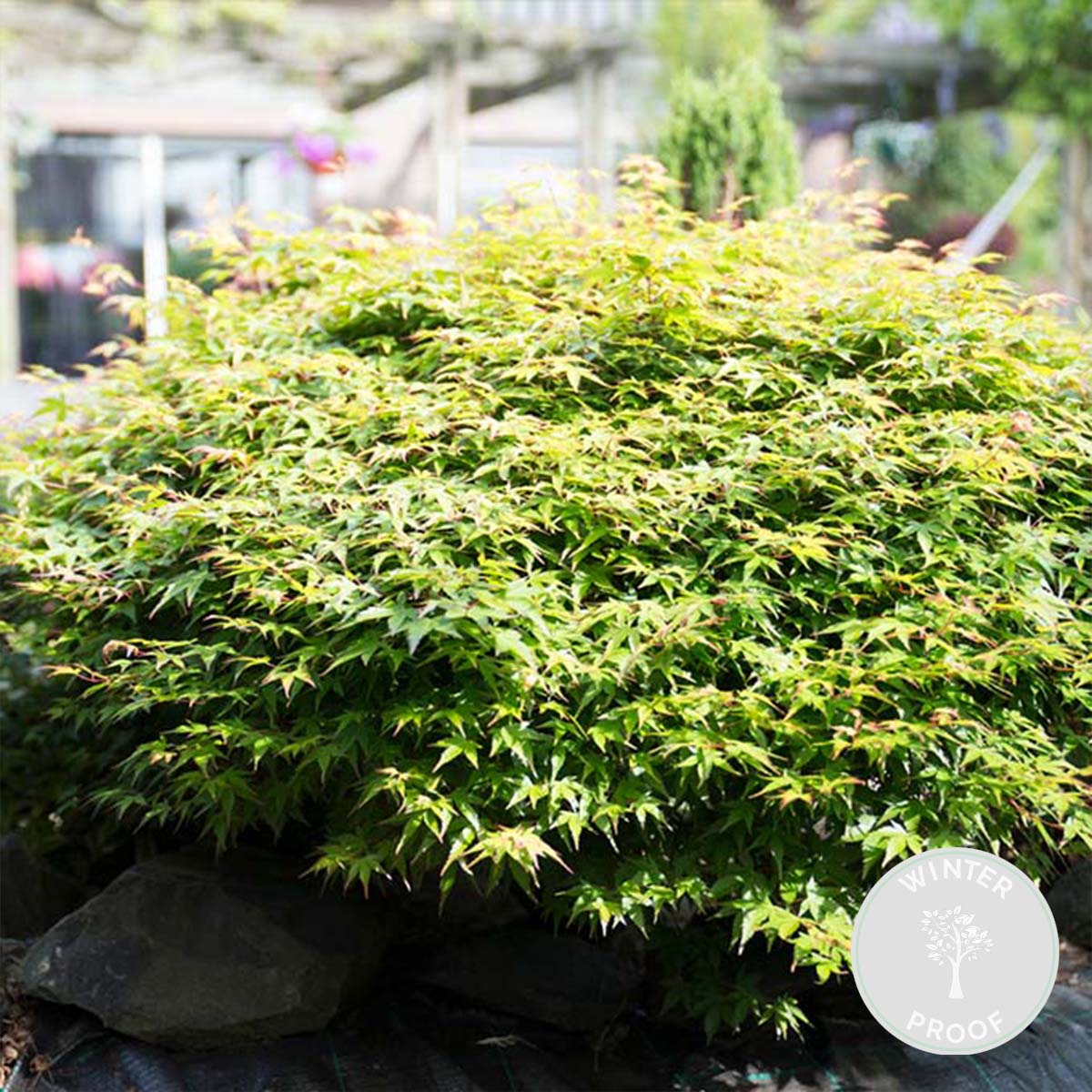 Arce japonés Little Princess – Planta de exterior