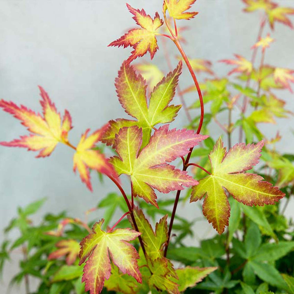 Arce japonés Little Princess – Planta de exterior