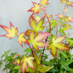Arce japonés Little Princess – Planta de exterior