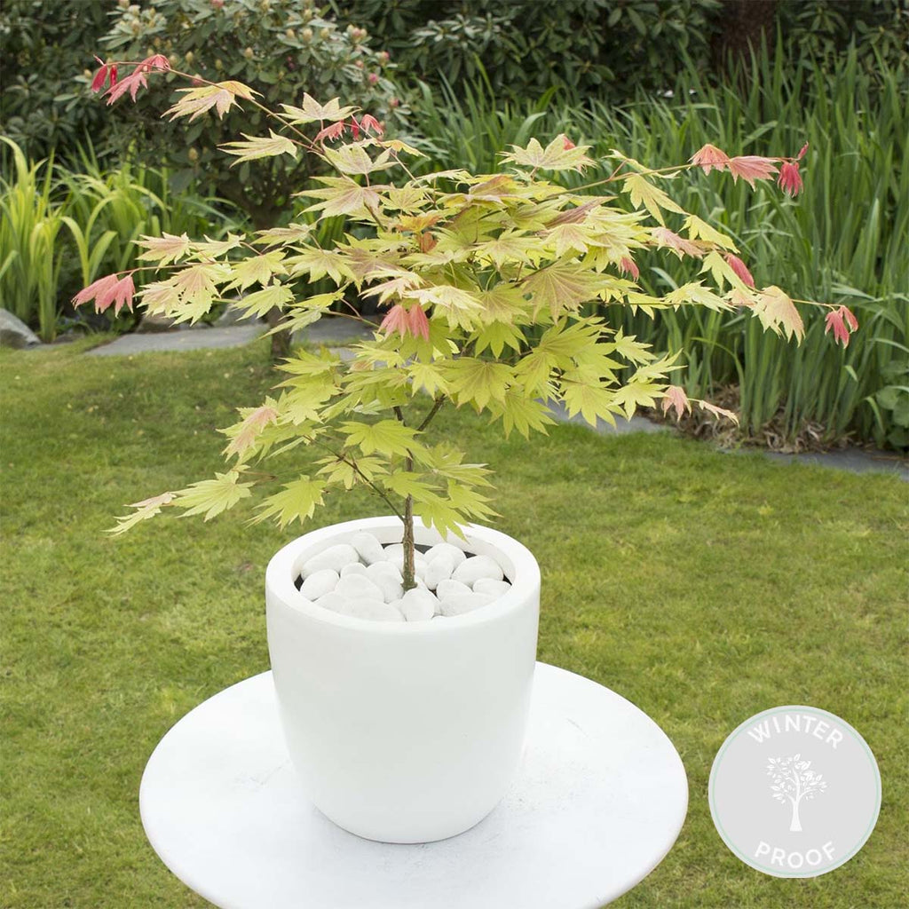Arce japonés Moonrise – Planta de exterior