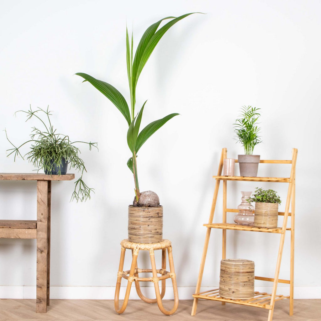 Cocos Nucifera – Planta de interior