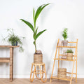Cocos Nucifera – Planta de interior
