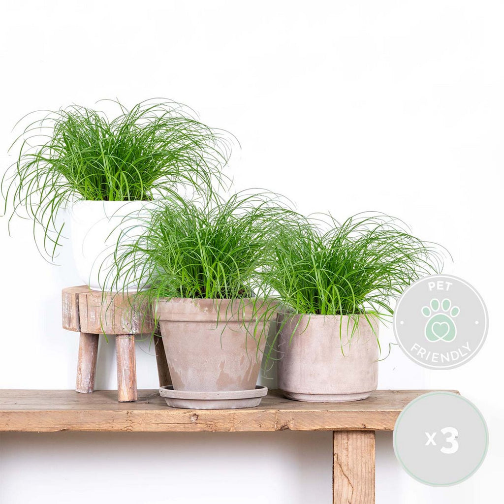 Lote de 3 Cyperus Zumula, hierba para gatos – Planta de interior