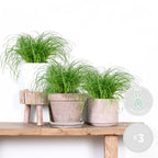 Lote de 3 Cyperus Zumula, hierba para gatos – Planta de interior