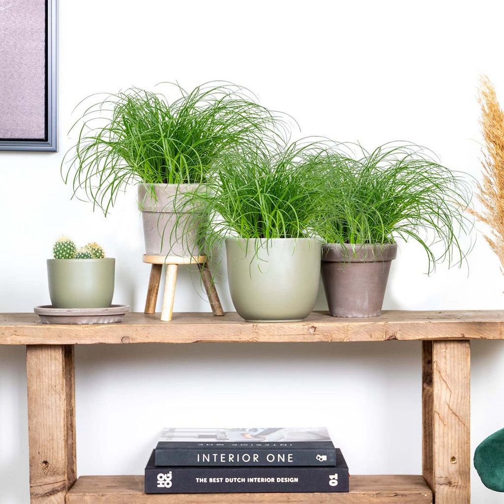 Lote de 3 Cyperus Zumula, hierba para gatos – Planta de interior