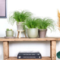 Lote de 3 Cyperus Zumula, hierba para gatos – Planta de interior